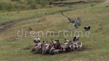 非洲白背秃鹫、非洲陀螺、鲁佩尔`秃鹫、鲁佩佩利陀螺、马拉布鹳、卷毛虫